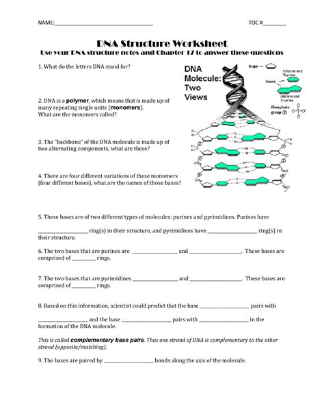 Dna Worksheet