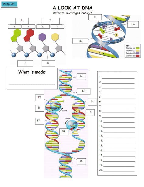 Dna Worksheet Middle School