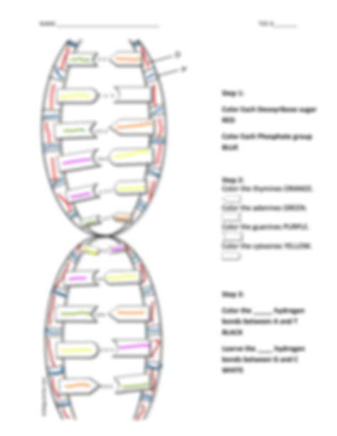 dna worksheet mr hoyle s science page