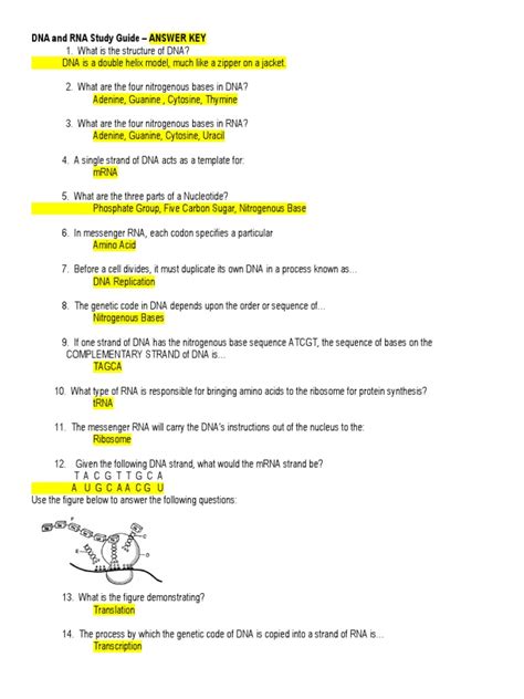 Download Dna And Rna Study Guide Answer Key 