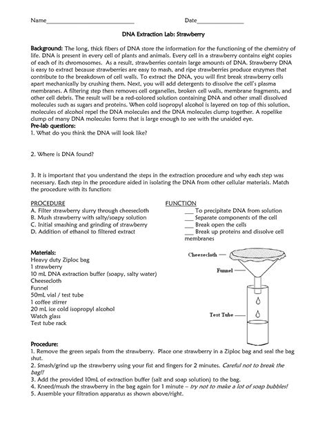 Full Download Dna Extraction Lab Answers 