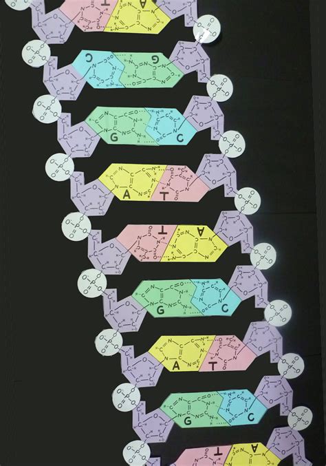 Read Dna Paper Model Homework Answers 
