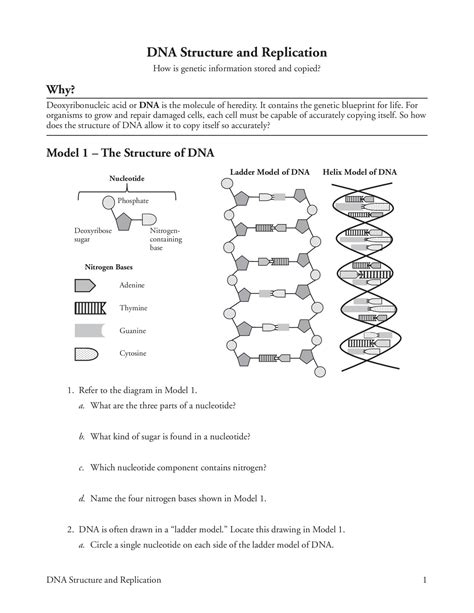 Full Download Dna Structure And Replication Worksheet Answers 