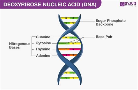 Read Online Dna The Basis Of Molecular Inheritance 