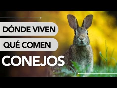 Dónde Vive El Conejo