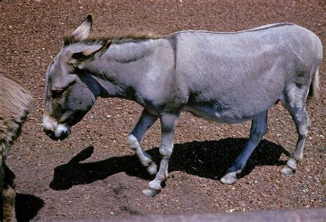 Do All Donkeys Have A Cross On Their Back