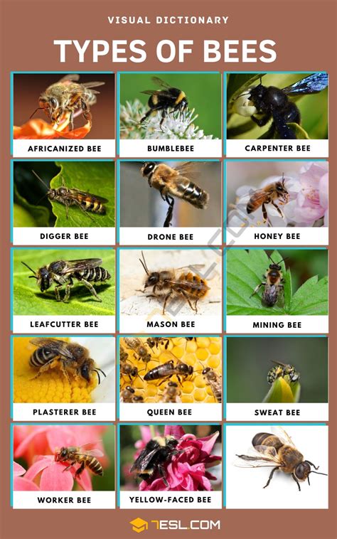 Do Any Materials Show Bee Structures On Afm