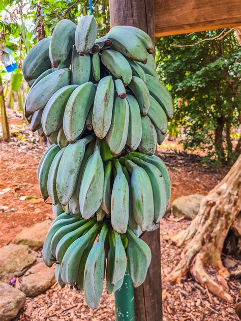 do blue java bananas have seeds
