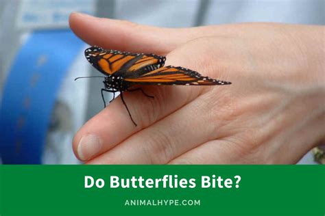 Do Butterflies Bite