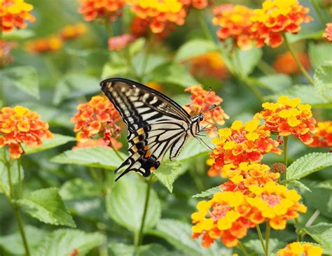 do butterflies like lantana plants