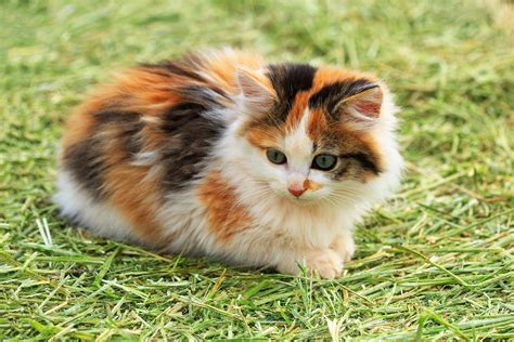 Do Calico Cats Change Color The Surprising Answer Calico Cat Coloring Pages - Calico Cat Coloring Pages