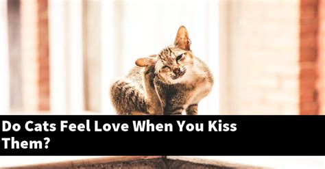 do cats feel love when you kiss them