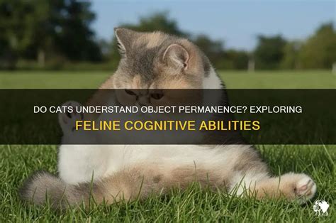 Do Cats Have Object Permanence
