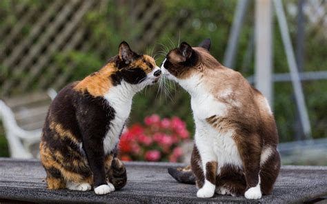 do cats let you kiss them
