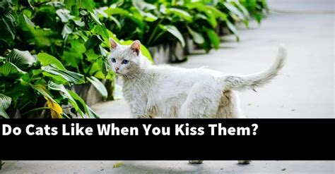 do cats let you kiss them