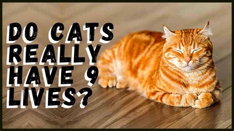 Do Cats Really Have 9 Lives