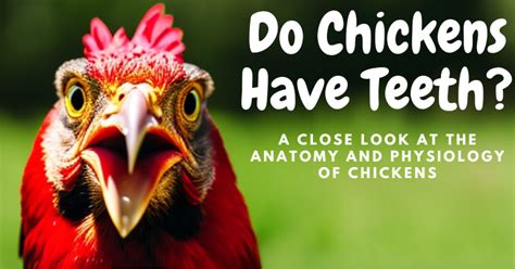 Do Chickens Have Teeth