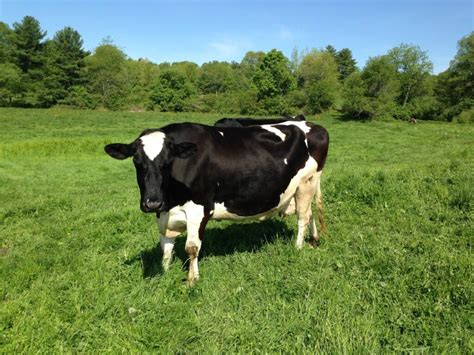 Do Cows Sleep Standing Up