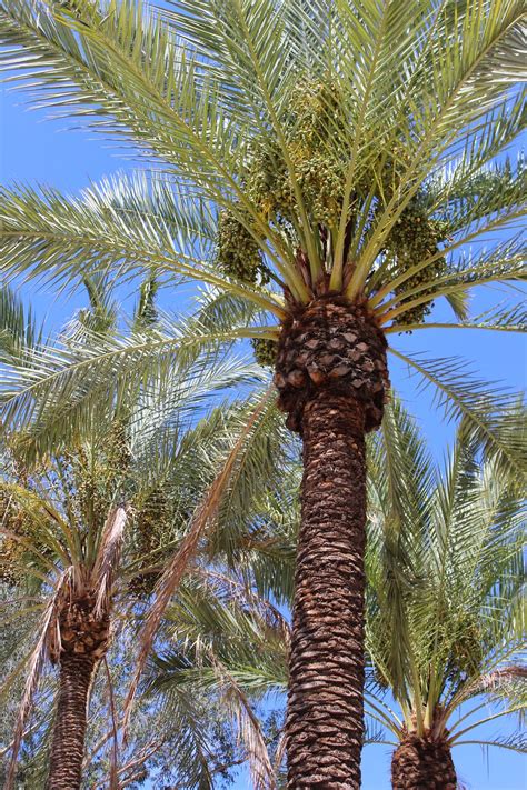 do date palm trees grow in arizona