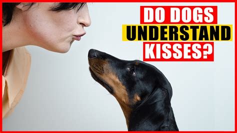 do dogs know what kissing means