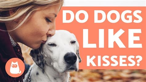 do dogs feel kisses around