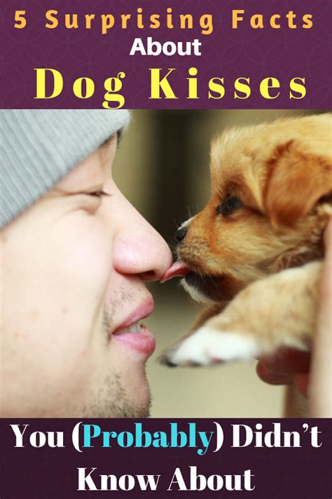 do dogs feel kisses symptoms images