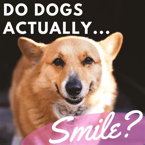 do dogs know how to smile every