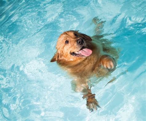 do dogs know how to swim automatically without