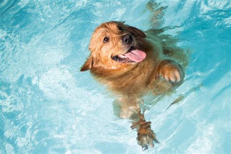 do dogs know how to swim naturally youtube