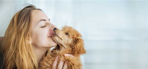 do dogs understand a human kiss