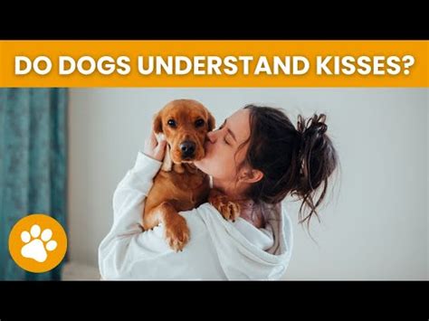 do dogs understand kisses from humans symptoms