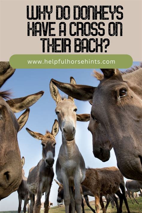 Do Donkeys Have A Cross On Their Back