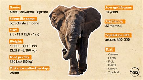 Do Elephants Know How To Gamble Answer