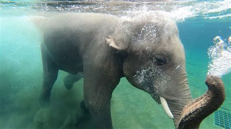 Do Elephants Swim