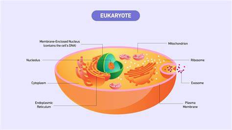 Do Eukaryotes Have Operons