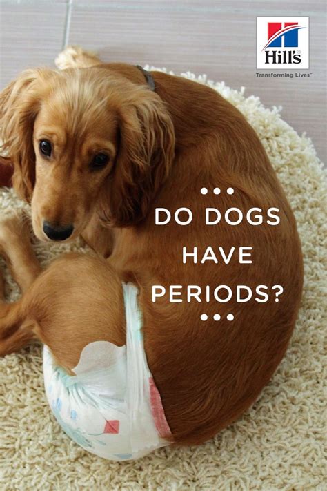 do fixed girl dogs have periods