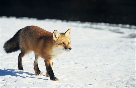 Do Foxes Hibernate