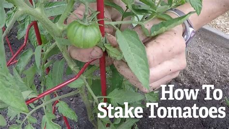 do i need to stake my tomato plants