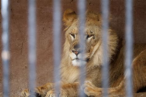 do lions live longer in captivity