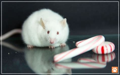 Do Mice Eat Candy