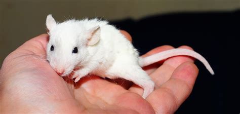 Do Mice Get Motion Sickness Plus Other Pointless Animals Science Experiments - Animals Science Experiments