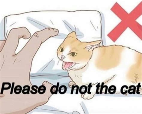 Do Not The Cat