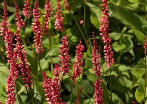 do persicaria like shade