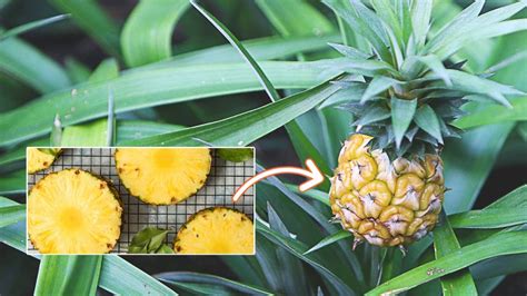 Do Pineapples Have Seeds
