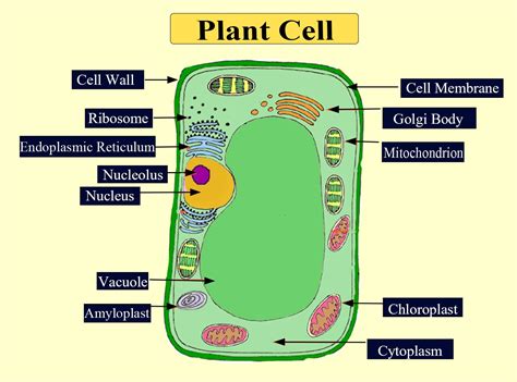 Do Plants Have A Cell Membrane