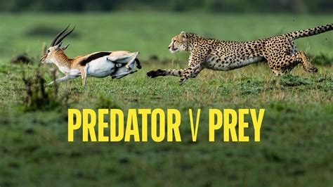 Do Prey Peak Beforer Predators