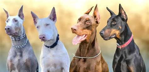 doberman colors