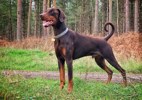 Dobermann