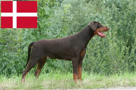 dobermann uppfödare danmark