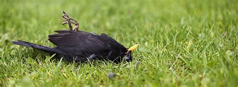 dode merel betekenis